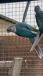 Pyrrhura molinae - man - turkoois opaline - 2025, Mannelijk, Geringd
