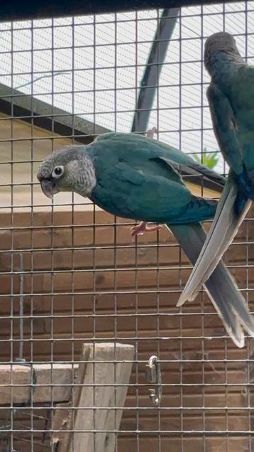 Pyrrhura molinae - man - turkoois opaline - 2025 beschikbaar voor biedingen