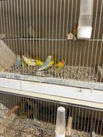 jonge roseicollies, Dieren en Toebehoren, Vogels | Parkieten en Papegaaien, Geringd