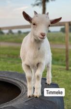 Dwerggeit bokje, Dieren en Toebehoren, Mannelijk, Geit, 0 tot 2 jaar