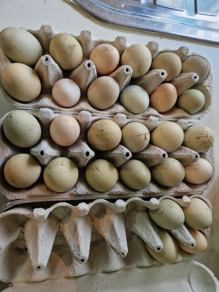 Verse eitjes van kippetjes en loopeenden, Enlèvement