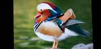 mandarijneend, Dieren en Toebehoren, Pluimvee