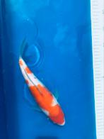 Koï kohaku tosai avec certificat officiel mâle 27 cm