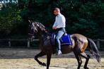 Splendide Hongre Pure Race Espagnol Plein Papier, Cheval de dressage, M, Vermifugé, 160 à 165 cm