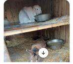 Drie konijnen en mooi huisje, Dieren en Toebehoren, Knaagdieren, Maart