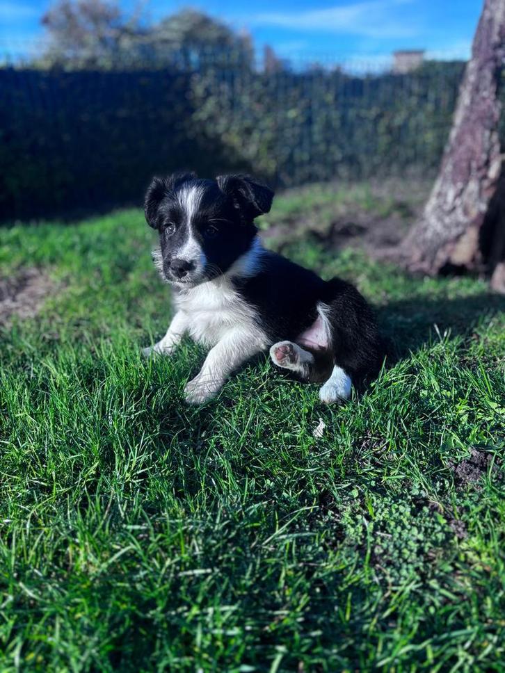 Border collie, Dieren en Toebehoren, Honden | Niet-rashonden, Groot, Meerdere dieren, Fokker | Professioneel, Meerdere, België