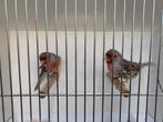 Agaat rood mozaïek, Dieren en Toebehoren, Meerdere dieren, Kleurkanarie