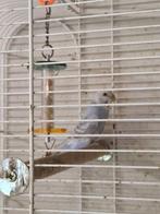 Jonge grasparkiet, ideaal om nog handtam te maken., Dieren en Toebehoren, Parkiet