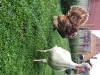 Breedborst kalkoen hen, Dieren en Toebehoren, Pluimvee, Vrouwelijk, Kalkoen