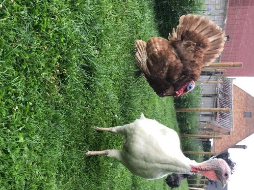 Breedborst kalkoen hen, Dieren en Toebehoren, Pluimvee, Kalkoen, Vrouwelijk