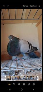 Canario kropper, Dieren en Toebehoren, Mannelijk, Kropper