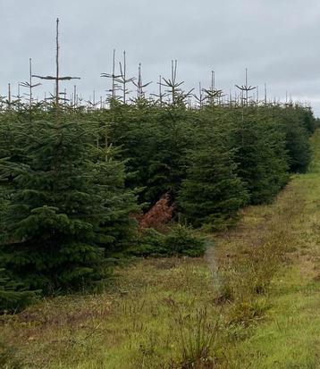 Super kerstbomen te koop te bornem en londerzeel op=op beschikbaar voor biedingen