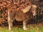 Caramel  kleurig pony veulentje ouders mini paard, Dieren en Toebehoren, April, Mannelijk