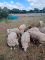 Schapen voor offerfeest, Dieren en Toebehoren, Schapen, Geiten en Varkens, Meerdere dieren, Schaap, 0 tot 2 jaar