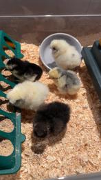 Kuikentjes - cochin en zijdehoen, Dieren en Toebehoren, Pluimvee, Geslacht onbekend, Kip