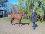 allround quarter, Dieren en Toebehoren, Paarden, Met stamboom, Minder dan 160 cm, Ruin, Niet van toepassing