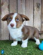 Welsh Corgi Cardigan pups / Corgi pup, Dieren en Toebehoren, Honden | Herdershonden en Veedrijvers, België, Overige rassen, CDV (hondenziekte)