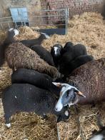 Moutons Zwartbles avec agneaux, Animaux & Accessoires, Moutons, Chèvres & Cochons