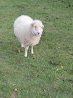 Ouessant ooi, ingeënt en gevaccineerd., Dieren en Toebehoren, Schapen, Geiten en Varkens