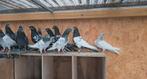 PAKISTTANISCHE HOOGVLIEGERS TOP DUIVEN A+++ OUDE BLOED LIJN, Dieren en Toebehoren, Vogels | Duiven, Meerdere dieren, Overige soorten