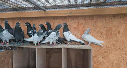 PAKISTTANISCHE HOOGVLIEGERS TOP DUIVEN A+++ OUDE BLOED LIJN, Dieren en Toebehoren, Vogels | Duiven, Overige soorten, Meerdere dieren