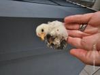 Zeer tam haantje dat graag knuffeld zoekt warme thuis, Dieren en Toebehoren, September