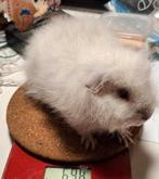 CH Teddy beertje van 22 November 2025, Animaux & Accessoires, Rongeurs, Mâle, Domestique, Novembre, Cobaye