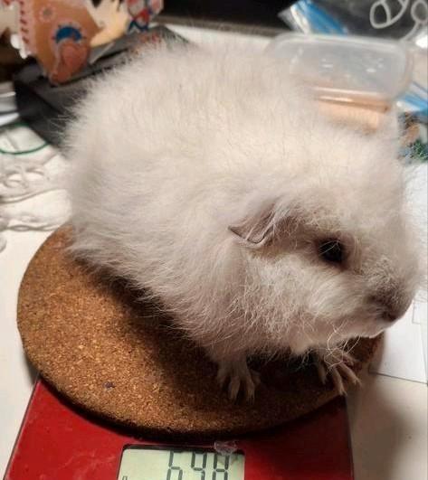 CH Teddy beertje van 22 November 2025, Animaux & Accessoires, Rongeurs, Mâle, Cobaye, Novembre, Domestique