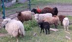 Ouessant ooi wit 2024, Dieren en Toebehoren, Vrouwelijk, Schaap, 0 tot 2 jaar