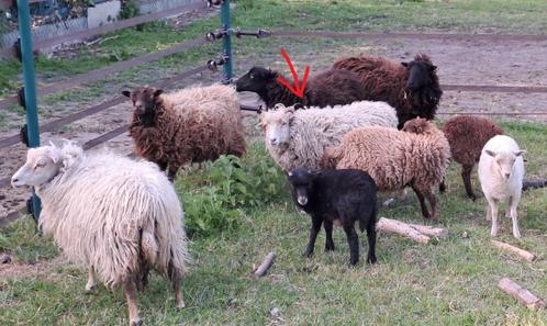 Ouessant ooi wit 2024, Dieren en Toebehoren, Schapen, Geiten en Varkens, Schaap, Vrouwelijk, 0 tot 2 jaar