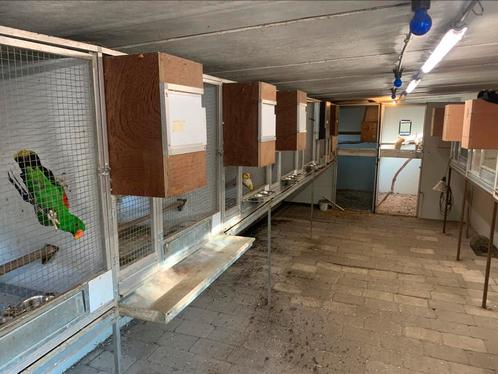 Kweek ruimte, Dieren en Toebehoren, Vogels | Parkieten en Papegaaien
