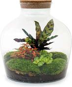 Terrarium pour plantes | 10 L | LIVRAISON GRATUITE, Neuf, -, -, URBANJNGL