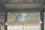 HALSBANDEN PARKIETEN, Dieren en Toebehoren, Vogels | Parkieten en Papegaaien, Parkiet, Geringd