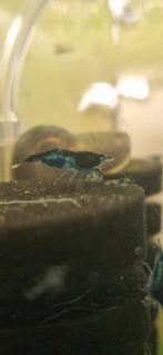 Blue Dream garnaal (Neocaridina), Homard, Crabe ou Crevette, Poisson d'eau douce, Banc de poissons