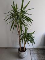 Yucca met pot, En pot, Yucca, 150 à 200 cm, Enlèvement