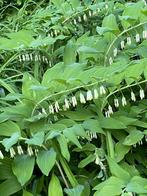 Salomonszegel of ‘zeug met biggetjes ‘, Ophalen, Vaste plant