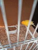 Te koop 5 mooie mannetjes kanaries zijn gele, Dieren en Toebehoren, Mannelijk, Geringd