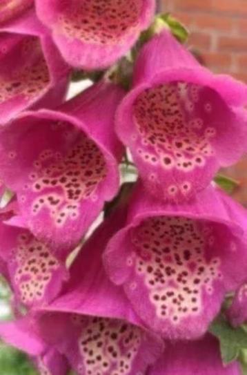 Digitalis / vingerhoedskruid, 6 voor 5 euro , LAATSTE ! beschikbaar voor biedingen