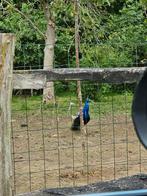 2 pauwen te koop