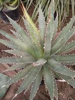 mooie grote agave, Ophalen