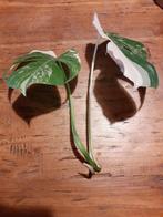 Monstera variegata kopstek met wortel, Huis en Inrichting, Kamerplanten, Ophalen of Verzenden