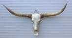 Grote schedel TEXAS STYLE LONGHORN 141 cm - ref. C, Ophalen, Nieuw, Boerderijdier, Schedel