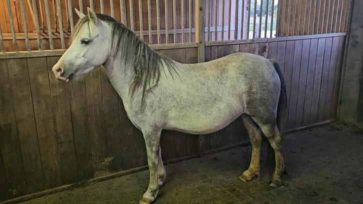 Welsh merrie 5 jaar - groen project, Dieren en Toebehoren, Paarden en Pony's | Dekhengsten en Fokmerries, Merrie
