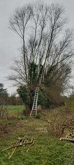 Brandhout bomen knotbomen, Tuin en Terras, Brandhout, Ophalen