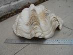 Grote schelpklepel TRIDANCE GIANT tridacna, Ophalen, Schelp(en)