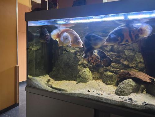 Oscar vissen en tijger chichliden., Dieren en Toebehoren, Vissen | Aquaria en Toebehoren, Zo goed als nieuw, Ophalen