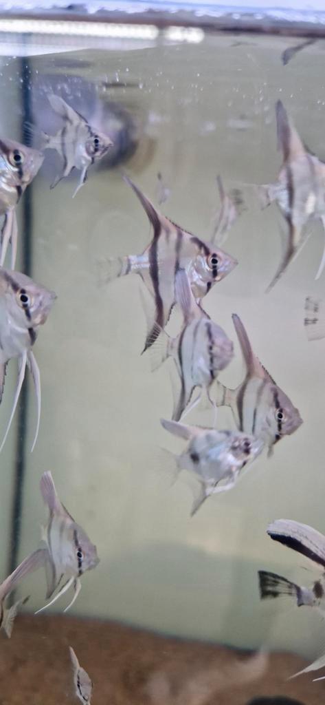 Vele silver scalare, Dieren en Toebehoren, Vissen | Aquariumvissen