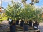 Europese dwergpalm - Chamaerops Humilis, Ophalen