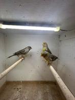 Agaat Geel Mozaiek, Dieren en Toebehoren, Vogels | Kanaries