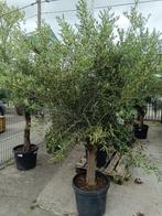 olijfboom stam 45L, Ophalen, Olijfboom